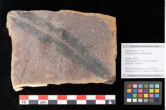 Foto (Objekt + Etikett) von Quercus palaeoilex Ettingshausen (NHMW-GEO-2024-0188-0779)